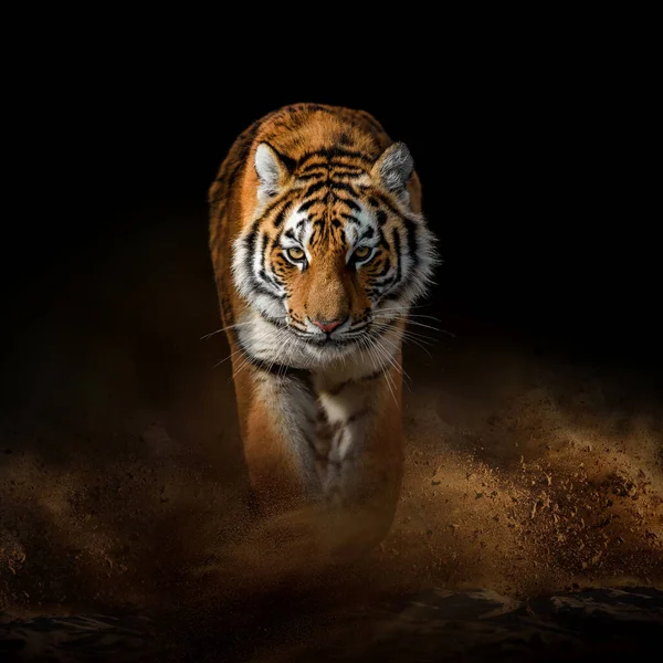 Chiudi Tigre Adulta Nella Sabbia Polvere Uno Sfondo Scuro Fotografia Stock