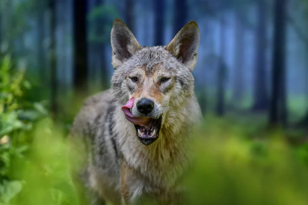夏の青い森のオオカミの肖像画 自然からの野生動物のシーン 自然の生息地で野生動物 — ストック写真