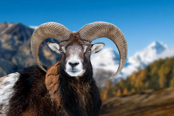 Portrét Evropského Mufflonu Přírodním Prostředí Jezeře Horském Pozadí — Stock fotografie