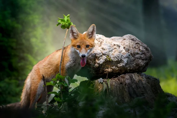 Young Red Fox Vulpes Vulpes Branch Stone Mystical Forest Natural — Stock Photo, Image