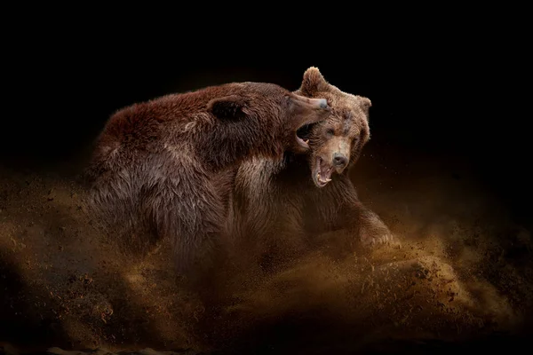 两只成年的熊在黑暗的背景下在沙地和尘土中搏斗 — 图库照片