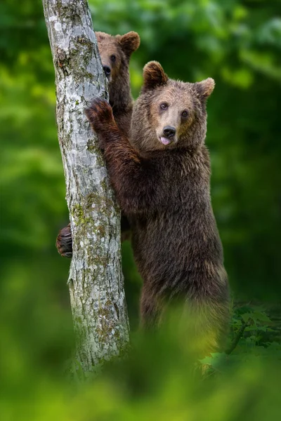 夏の森の木にしがみついている彼の足の後ろに立っている2頭の茶色のクマ ウルス アルクト — ストック写真