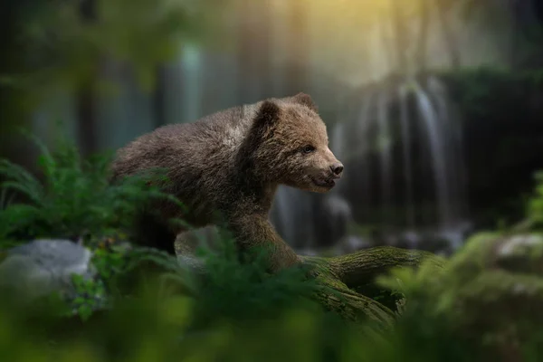 Νεαρό Καφέ Αρκουδάκι Στο Δάσος Φόντο Καταρράκτη Ζώο Στο Φυσικό — Φωτογραφία Αρχείου