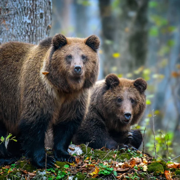 Dois Ursos Pardos Selvagens Ursus Arctos Floresta Outono Animais Habitat — Fotografia de Stock