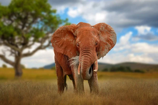 Bezár Régi Nagy Piros Elefánt Savannah Nemzeti Park Kenya Afrika — Stock Fotó