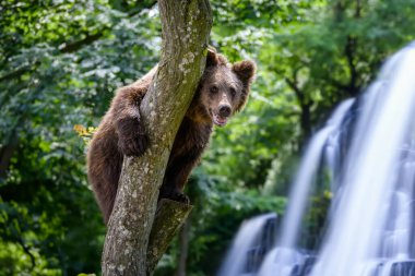 Vahşi Boz Ayı (Ursus Arctos) şelale arka planında. Doğal ortamda bir hayvan. Vahşi yaşam sahnesi