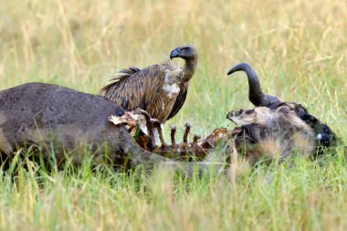 Akbaba bir antilopla besleniyor. Kenya 'nın Masai Mara Milli Parkı
