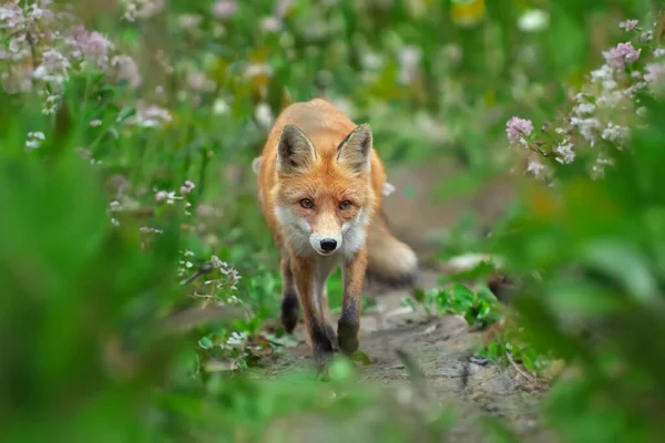 レッドフォックス 森の中のバルブ 自然環境における野生動物 自然からの野生生物のシーン — ストック写真