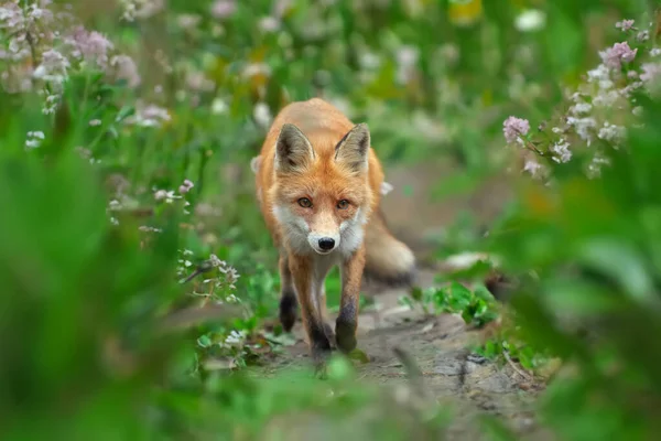 Rubah Merah Vulpes Vulpes Hutan Hewan Liar Alam Kehidupan Liar — Stok Foto