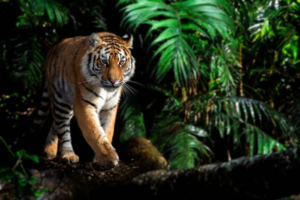 Close Retrato Tigre Adulto Selva — Fotografia de Stock