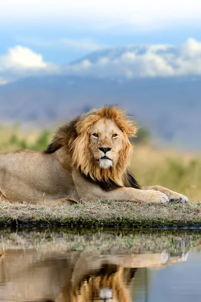 アフリカのケニア国立公園のキリマンジャロ山の背景にある水のライオンの反射 — ストック写真