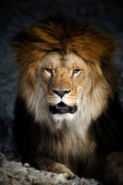 Close up big male lion portrait on dark background