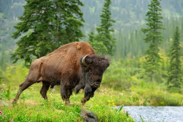 Nagy Bölény Nemzeti Parkban Egy Vagy Folyó Partján Stock Kép