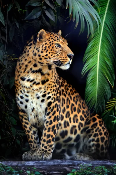 Close Young Leopard Portrait Jungle Stock Picture