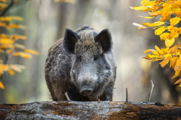 Portrait Male Wild Boar Autumn Forest Wildlife Scene Nature Royalty Free Stock Images