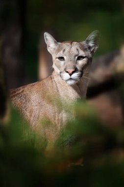 Puma, dağ aslanı, puma, koyu doğal arka plan.