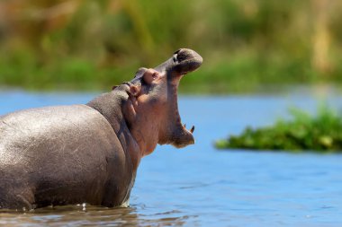 Suaygırı ailesi (Hippopotamus amfibi) suda. Kenya, Afrika 'dan Natioanl pakr. 
