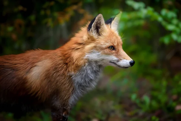 红狐狸 森林里的秃鹰 自然环境中的野生动物 大自然的野生动物场景 — 图库照片