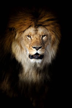 Close up big male lion portrait on dark background clipart