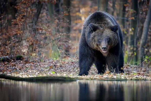 Дикий Бурый Медведь Ursus Arctos Лесу Берегу Реки Животное Естественной — стоковое фото