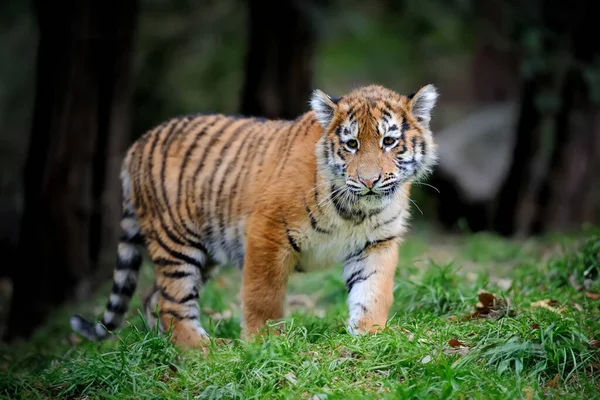 Κοντινό Σιβεριανό Τιγράκι Τίγρης Στο Θερινό Γρασίδι — Φωτογραφία Αρχείου