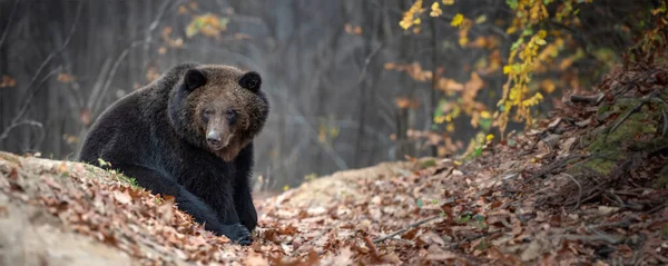 Medvěd Podzimním Lese Ursus Arctos Podzimní Barvy Nebezpečné Zvíře Přírodním — Stock fotografie