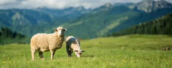 山の背景に夏の牧草地で山の羊の放牧 農業の概念 ロイヤリティフリーのストック写真
