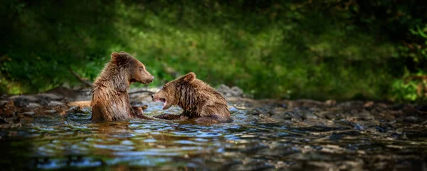 Dos Oso Marrón Salvaje Ursus Arctos Juegan Luchan Estanque Bosque — Foto de Stock