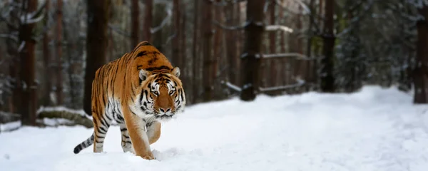 大人の虎を寒い時期に閉じます 野生の冬の自然界でタイガー雪 シベリアトラ 危険な動物と行動野生動物のシーン — ストック写真