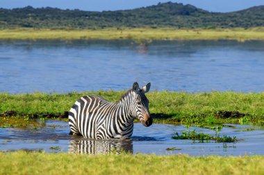 Sudaki zebra. Afrika savanı, Kenya Ulusal Parkı