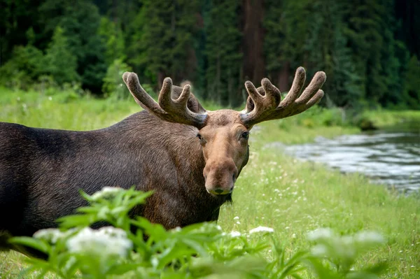 夏天森林里长着大角的雄伟的肖像麋鹿 大自然的野生动物场景 图库图片