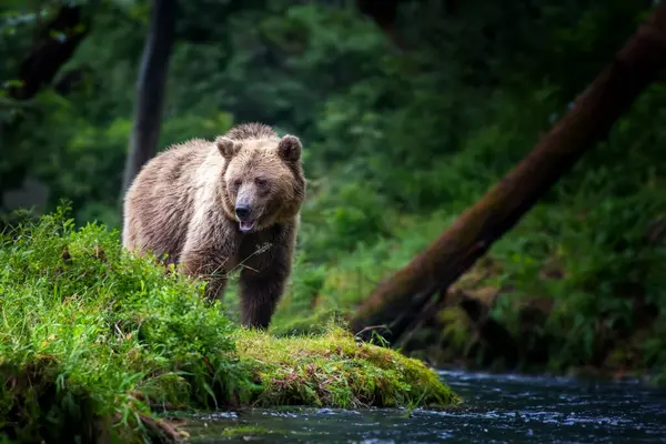 Velký Hnědý Medvěd Lese Řekou Zvíře Přírodním Prostředí Velký Savec Stock Obrázky