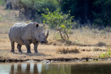 Afrika beyaz gergedanı, Kenya Ulusal Parkı, Afrika 'daki savanadaki suya yansıdı.