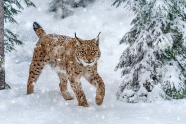 Yetişkin Luchs 'u soğuk bir zamanda kapatıyoruz. Vahşi kış doğasında vaşak karı. Tehlikeli hayvanlarla aksiyon sahnesi
