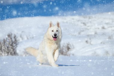 Kışın kar üzerinde koşan beyaz İsviçreli çoban köpeği