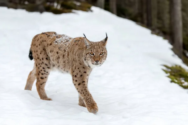 靠近山猫 在冬季森林里的山猫 自然环境中的野生掠食者大自然的野生动物场景 图库照片