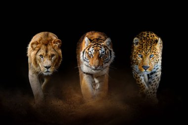 Büyük kediler: Aslan, kaplan ve leopar, siyah arka planda birlikte