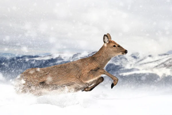 Running deer on the winter mountain background. Animal in natural habitat. Wildlife scene