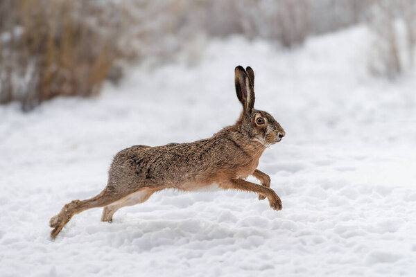 Заяц бегает по зимнему полю. Животное в естественной среде обитания. Сцена дикой природы