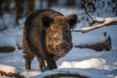 Kış ormanında yaban domuzu. Doğa habitatında bir hayvan. Büyük memeli. Vahşi yaşam sahnesi