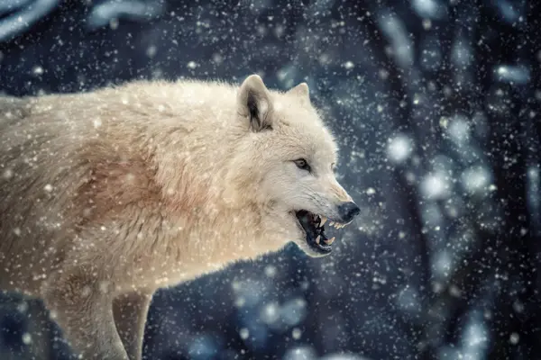 Arctic wolf in the winter forest. Wolf in the nature habitat