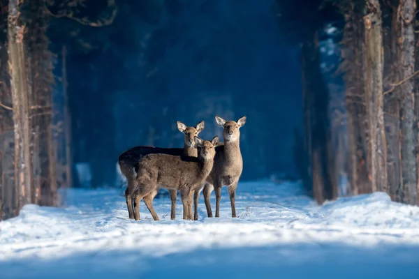 Three roe deers in the winter forest. Animal in natural habitat. Wildlife scene