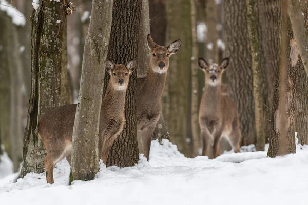 Three roe deers in the winter forest with snowfall. Animal in natural habitat. Wildlife scene