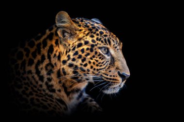 Yetişkin leopar portresini kapat. Koyu arkaplanda hayvan