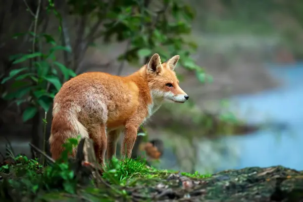 一只红狐狸在森林里警惕地站在一块水域旁边 狐狸醒目的红色毛皮在观察周围环境时 在绿叶上显得十分醒目 — 图库照片