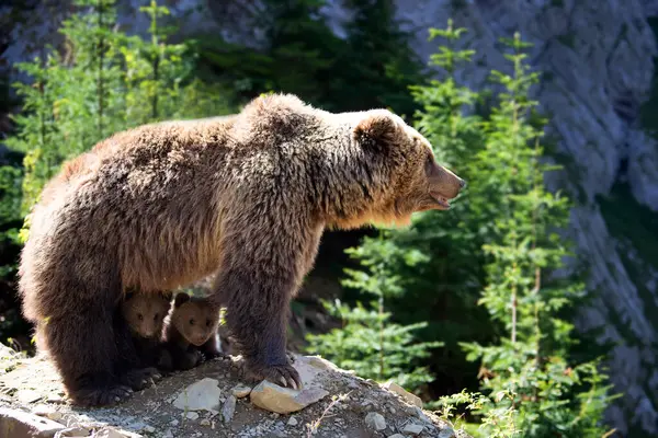 她和两只小熊在山上的夏季森林里 关于自然栖息地的Ursus拱门 — 图库照片