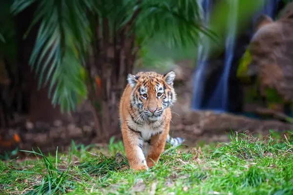 Tiger Cub Wild Baby Animal Green Grass Waterfall Background Wild — Stockfoto