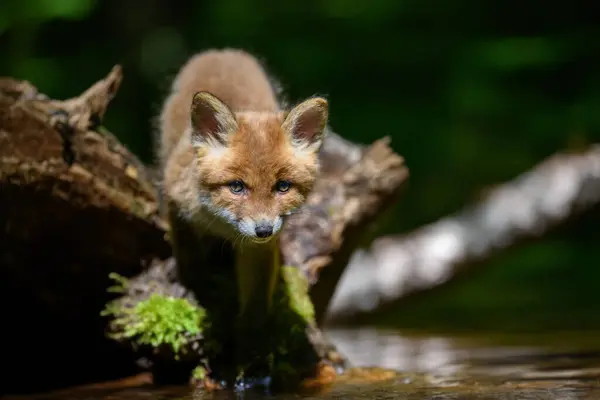 Small Fox Perched Tree Branch Exhibiting Balance Agility Its Natural — Photo
