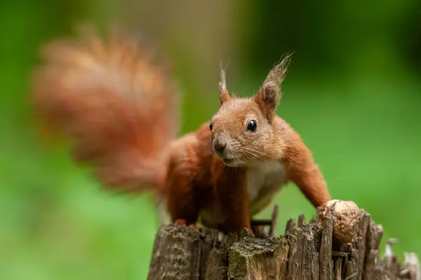 一只红松鼠栖息在有坚果的树桩上 当它环视森林时 它的毛茸茸的尾巴卷曲在背上 松鼠的爪子紧紧抓住粗糙的树皮 表现出它的敏捷性和锋利的爪子 — 图库照片