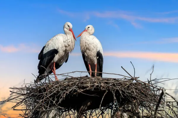 Два Белых Аиста Сидят Вершине Гнезда Веток Ветвей Птицы Большие — стоковое фото